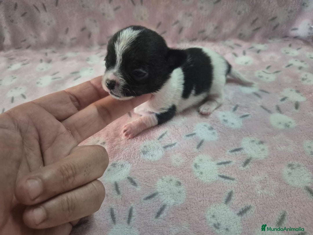 Chihuahua perros en venta: Exclusivos chihuahua rusos - Imagen 5