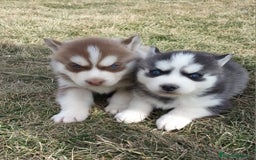 Husky Siberiano perros en venta: ‼️‼️husky siberianos - Imagen 1