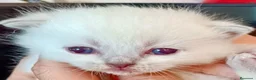 Británico de Pelo Corto gatos en venta:  BRITISH SHORTAIR gatita Se vende - Anuncio 4