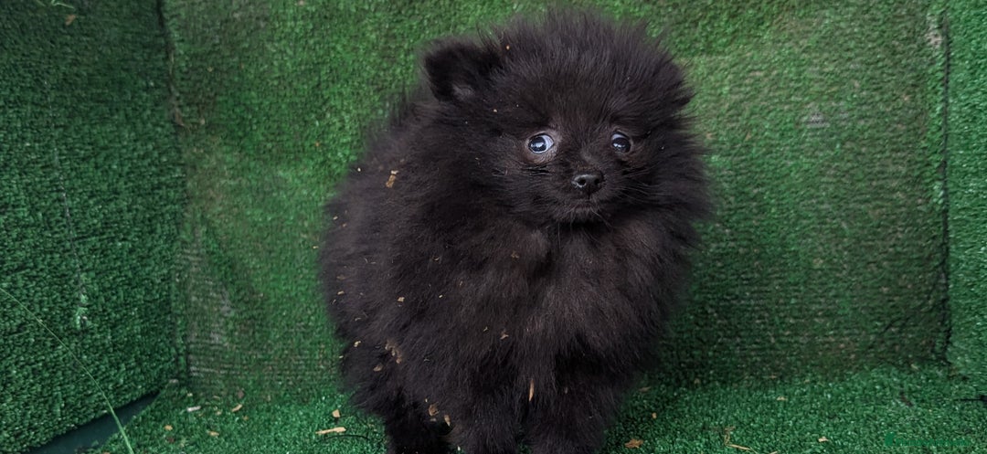 Pomerania perros en venta: Se vende camada de pomerania toy - Anuncio 1