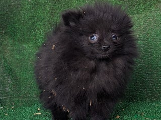 Pomerania perros Se vende camada de pomerania toy - Anuncio 3