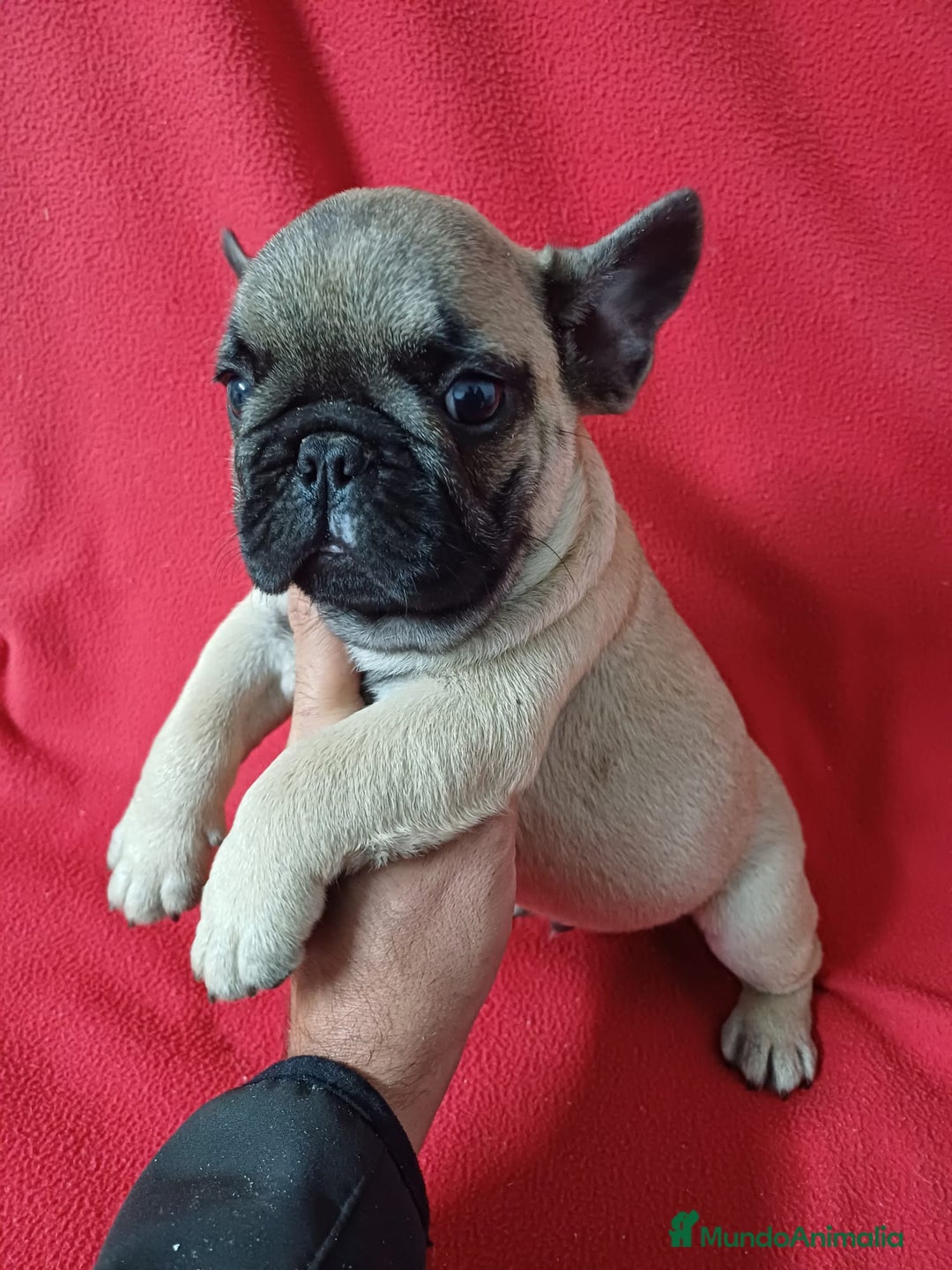 Bulldog Francés perros en venta: Bulldog Francés  - Anuncio 2