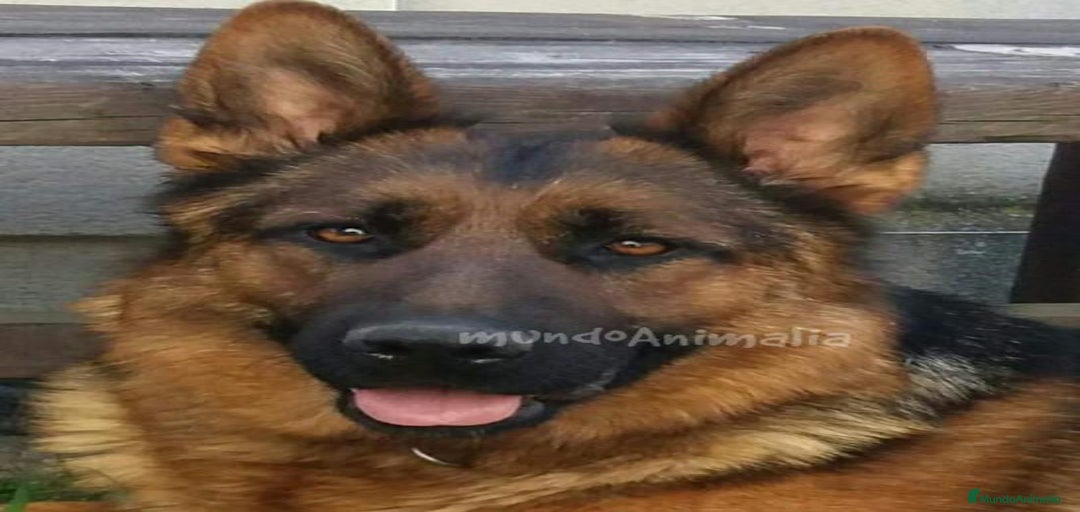 Imagen de galería {{count}}