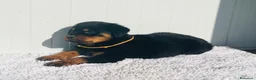 Rottweiler perros en venta:  Rottweiler  en Sevilla - Anuncio 2