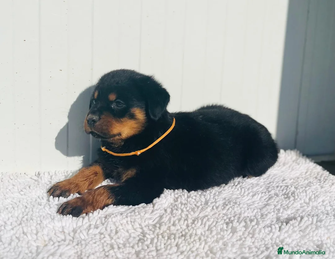 Rottweiler perros en venta:  Rottweiler  en Sevilla - Anuncio 2