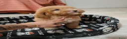 Caniche Toy perros en venta: Caniche toy - Anuncio 2