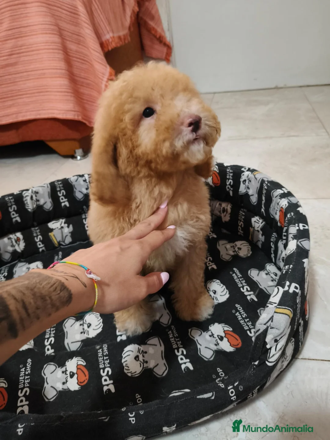 Caniche Toy perros en venta: Caniche toy - Anuncio 2