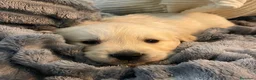 Golden Retriever perros en venta: Golden Retriever ¡PRECIO REAL! - Anuncio 3