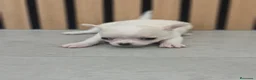 Chihuahua perros en venta: Chihuahua Toy  - Anuncio 5