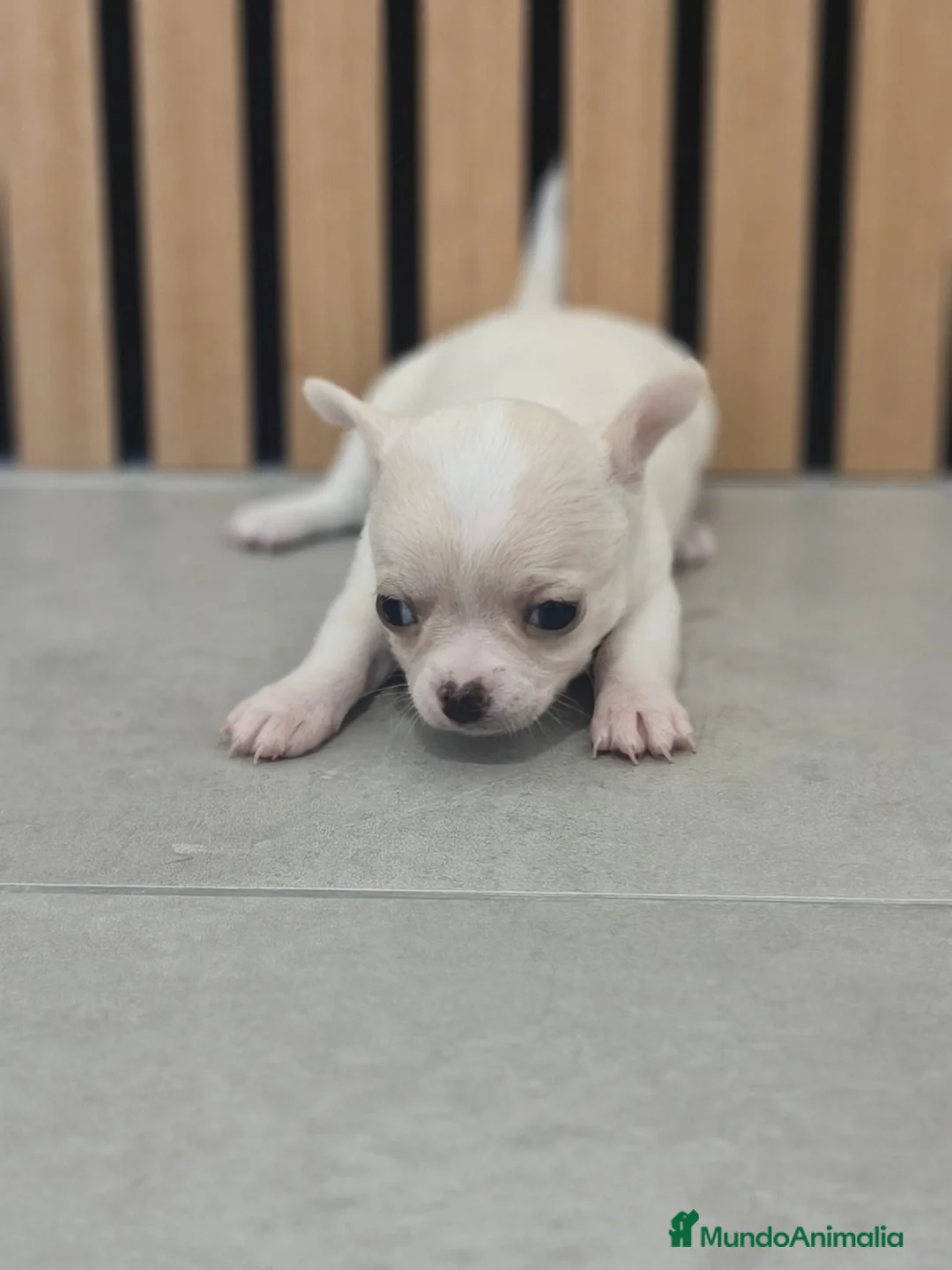Chihuahua perros en venta: Chihuahua Toy  - Anuncio 5