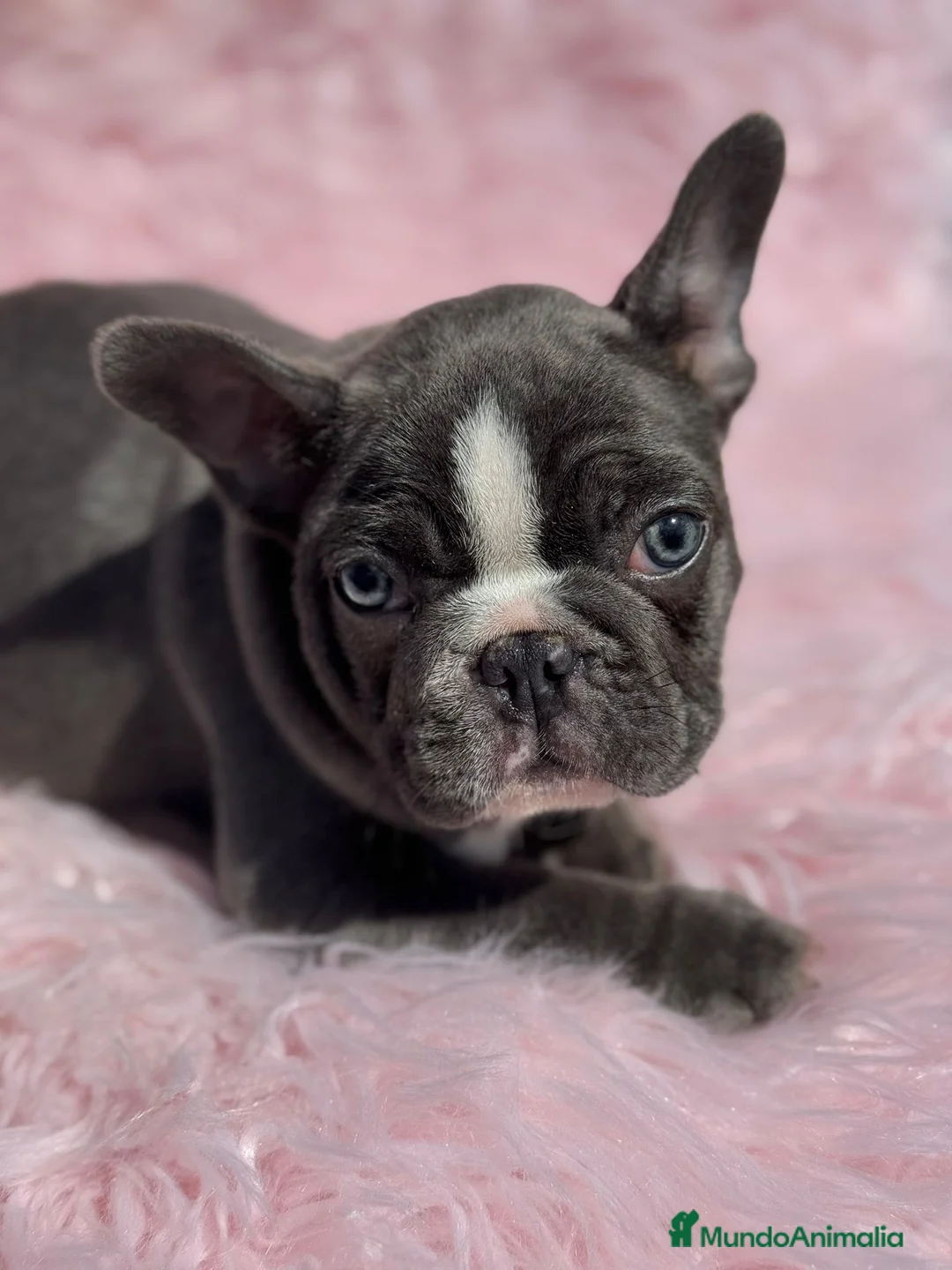 Bulldog Francés perros en venta: EXTRAORDINARIA HEMBRA BICOLOR BLUE  en Barcelona - Anuncio 4