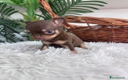 Chihuahua perros en venta: CHIHUAHUA MACHO CHOCOLATE  - Imagen 7