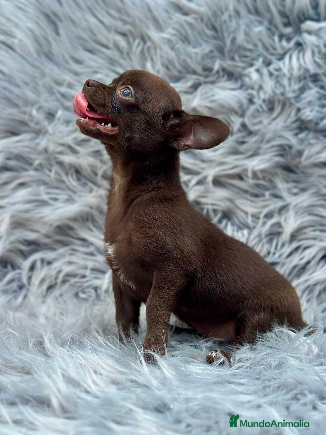 Chihuahua perros en venta: Chihuahua toy chocolate  - Imagen 2