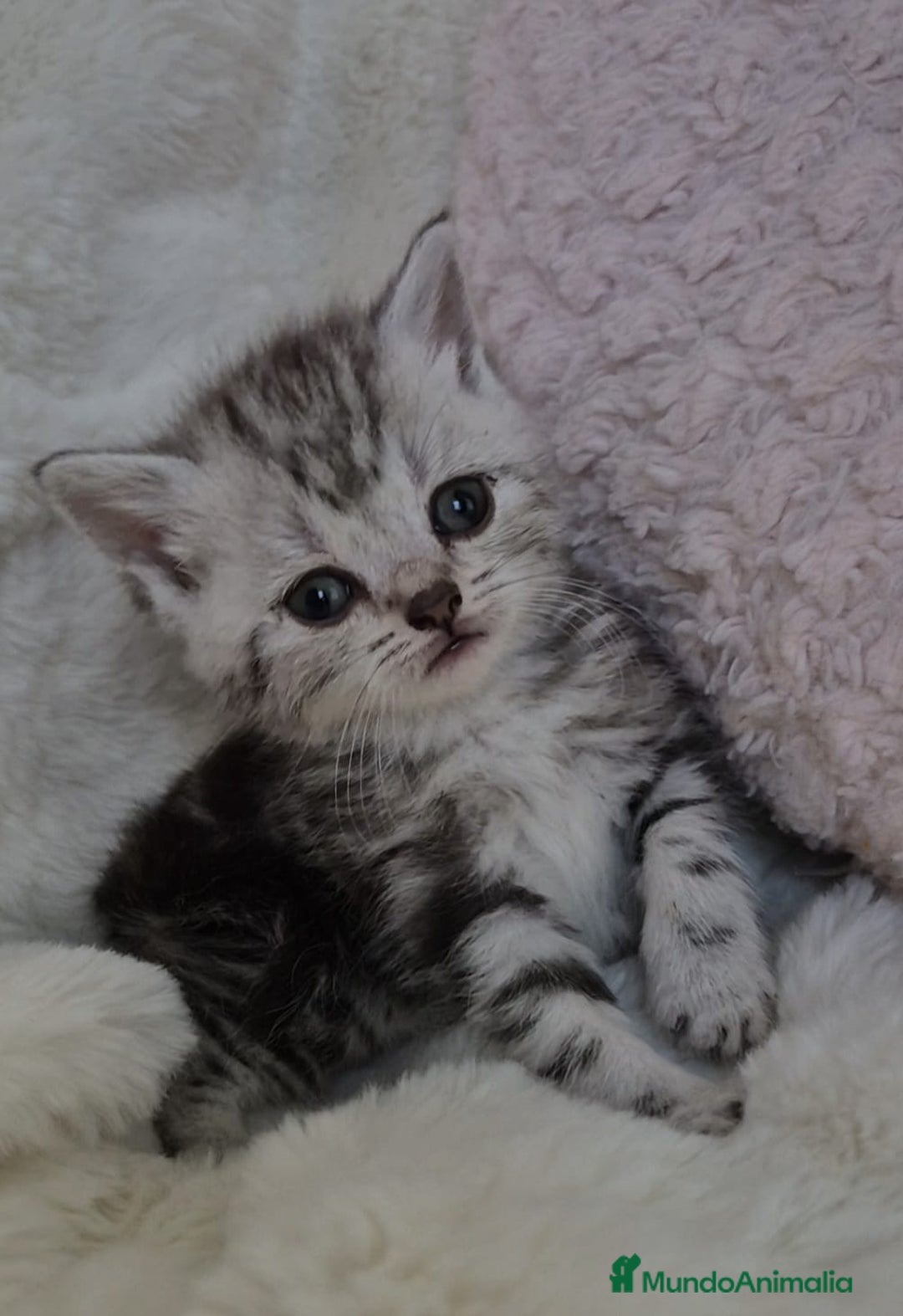 Británico de Pelo Corto gatos en venta: Brithis color silver bebes disponible  - Anuncio 3