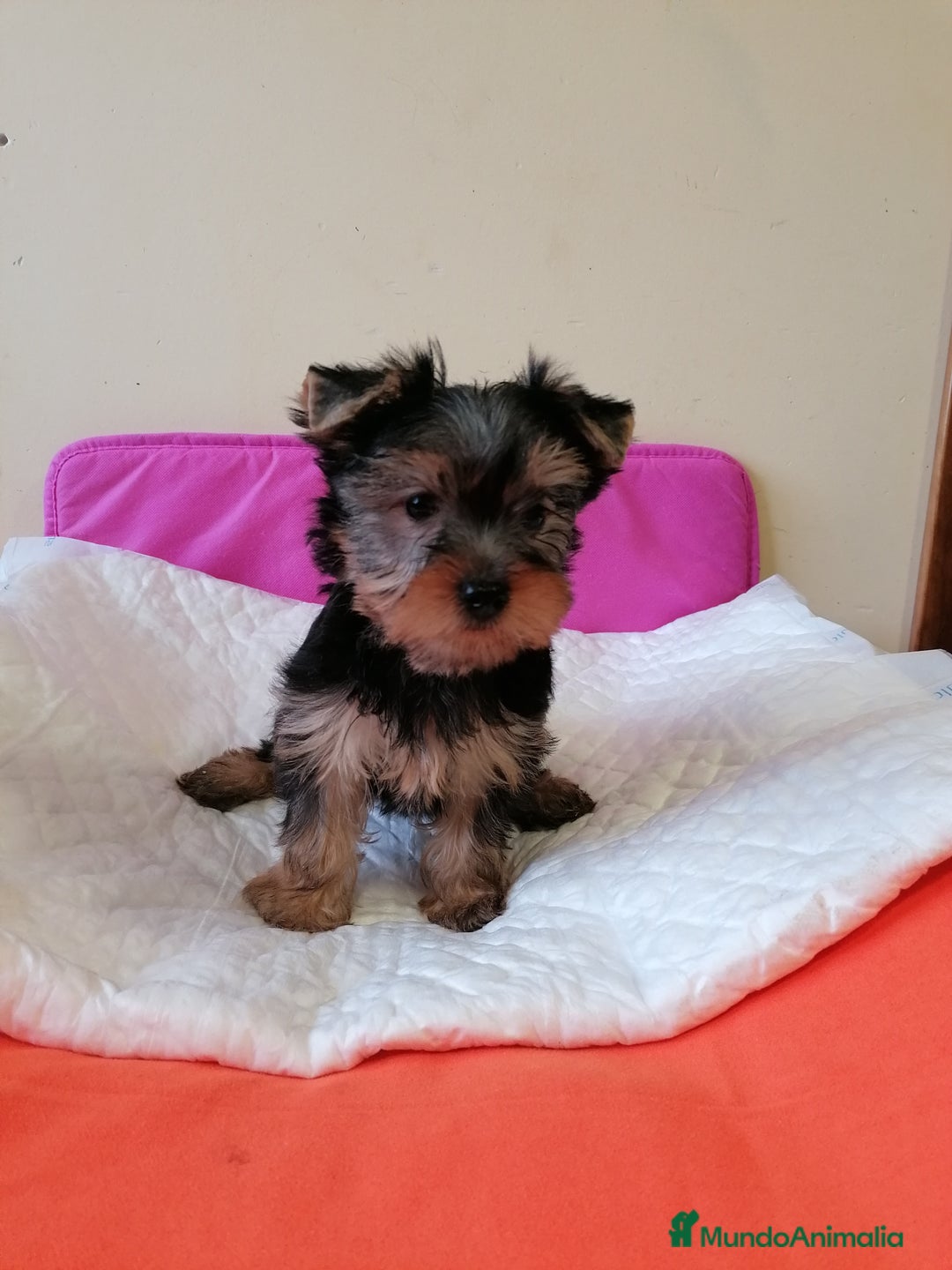 Yorkshire Terrier perros en venta: Yorkshire terrier  - Anuncio 3