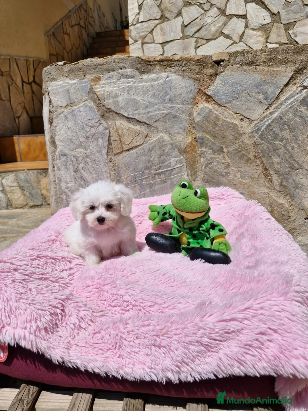 Bichón Maltés perros en venta: Bichón Maltés dulzuras en Barcelona - Anuncio 3