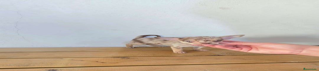 Chihuahua Cachorro 1