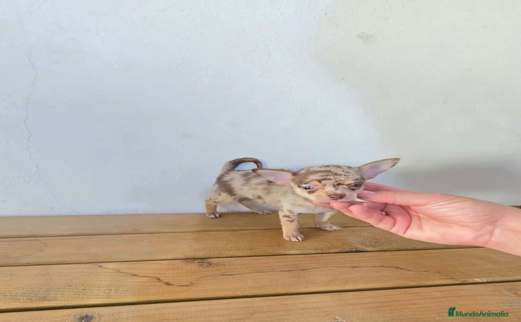 Chihuahua perros - Anuncio 2