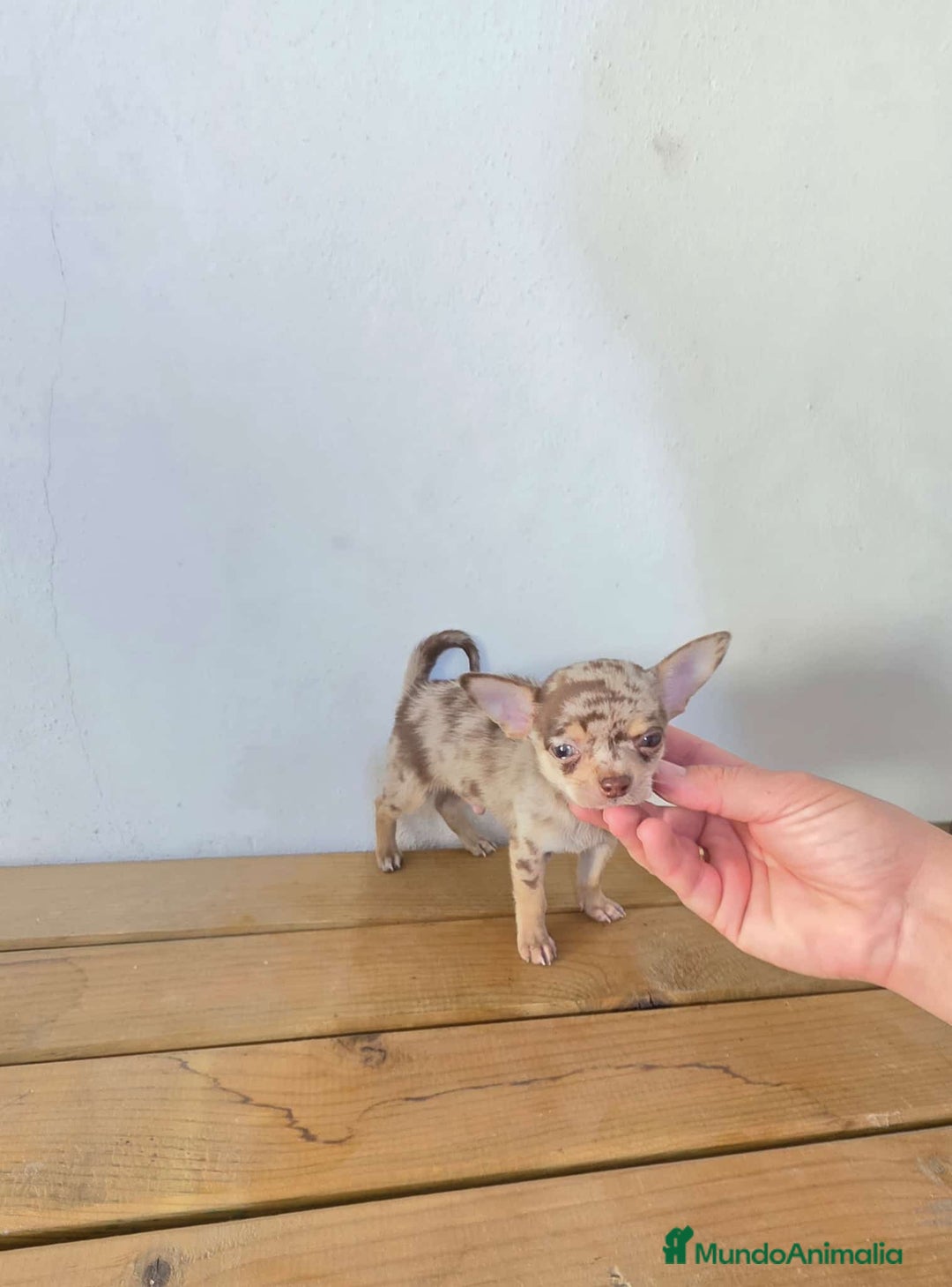 Chihuahua perros en venta: Chihuahua Toy Merle chocolate macho  - Imagen 1