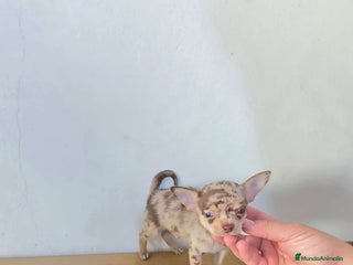 Chihuahua perros - Anuncio 30