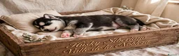 Husky Siberiano perros en venta: Husky Siberiano  - Anuncio 2