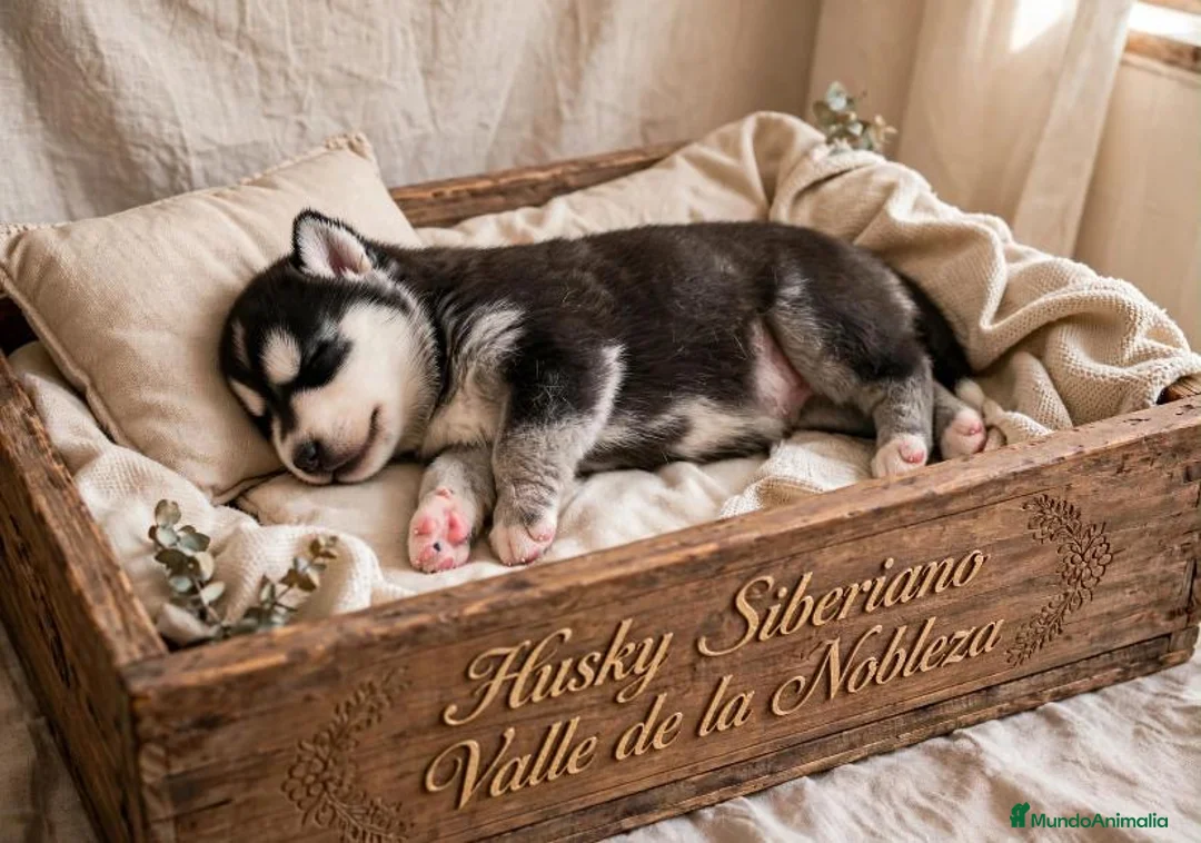 Husky Siberiano perros en venta: Husky Siberiano  - Anuncio 2