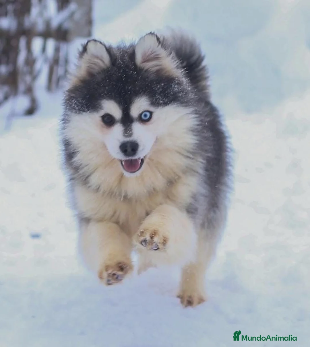 Imagen de galería {{count}}