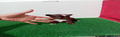 Chihuahua 2