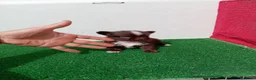Chihuahua perros en venta: PRECIOSOS CHIHUAHUA RUSO Y ASIÁTICO - Anuncio 23