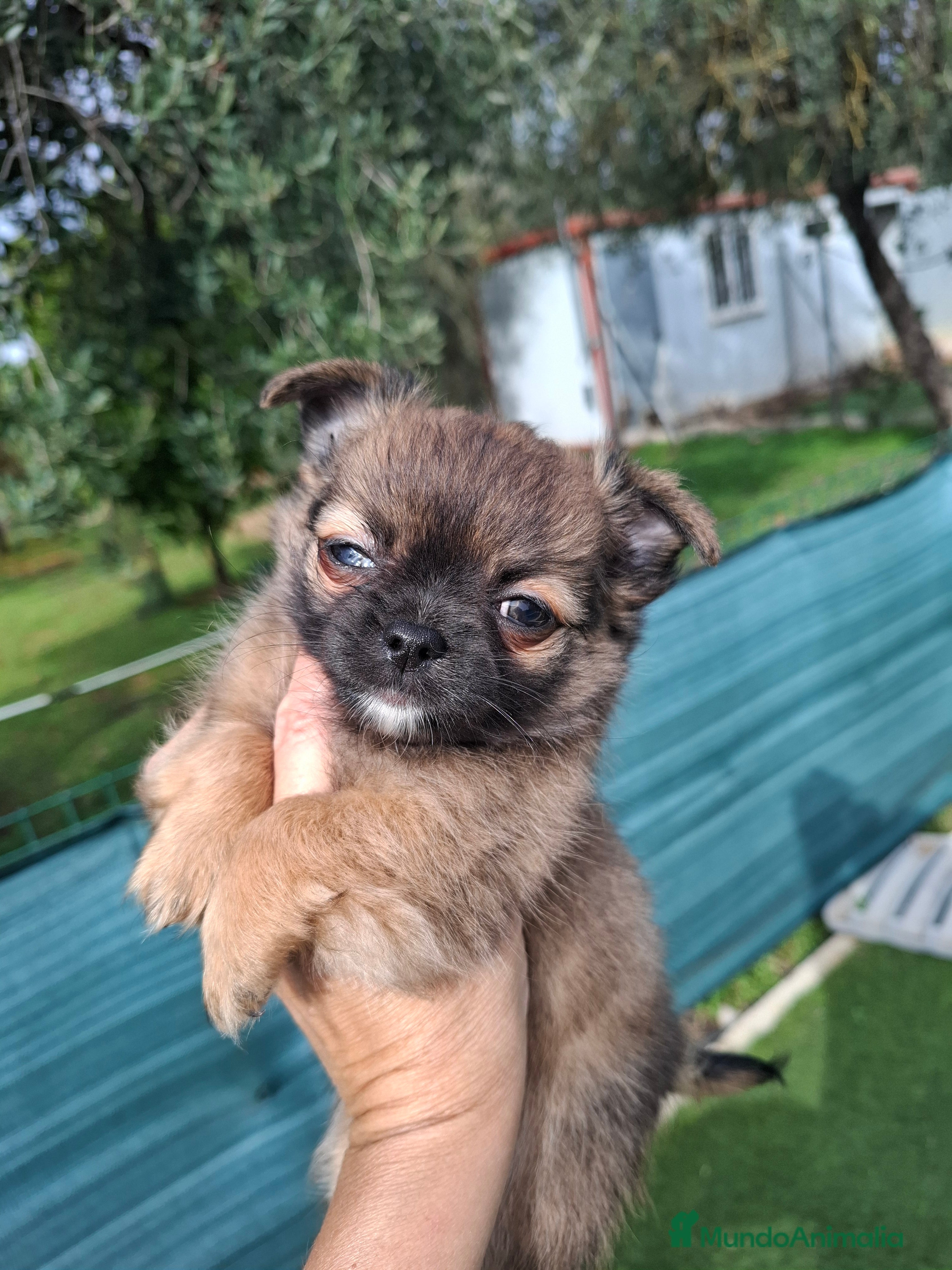 Chihuahua perros Último chihuahua de pelo largi - Anuncio 2