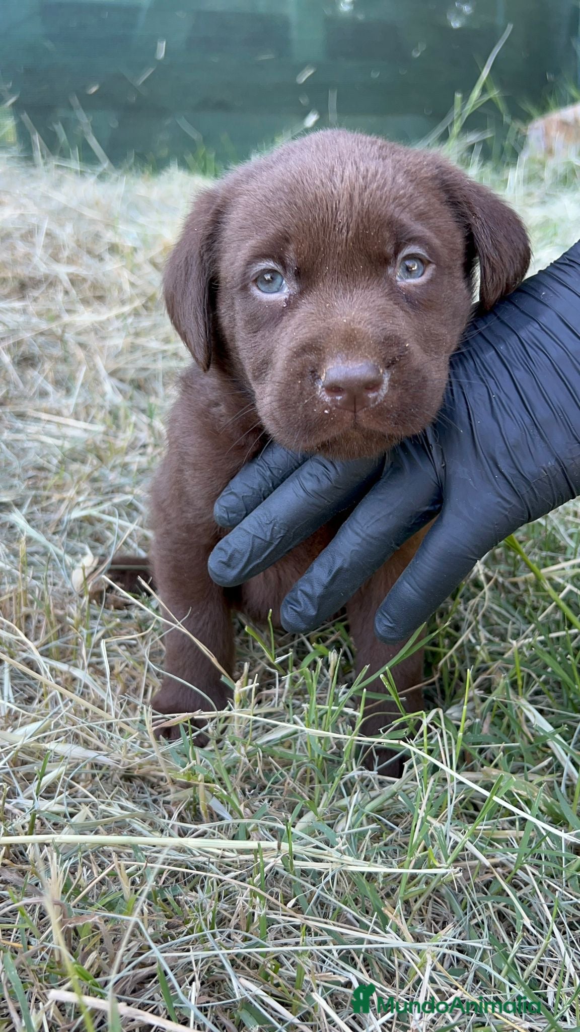 Labrador Retriever perros Labrador  - Anuncio 17
