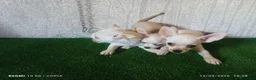 Chihuahua perros en venta: cachorritos de chihuahua - Anuncio 4