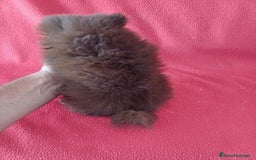 Pomerania perros en venta: Pomerania Lulu Chocolate  - Imagen 4