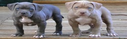 American Staffordshire-Terrier perros en venta: AMERICAN STAFFORD CACHORROS DE CALIDAD - Anuncio 1