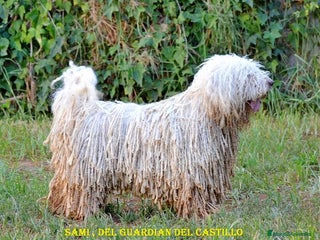 Perro de Agua Español perros - Anuncio 6