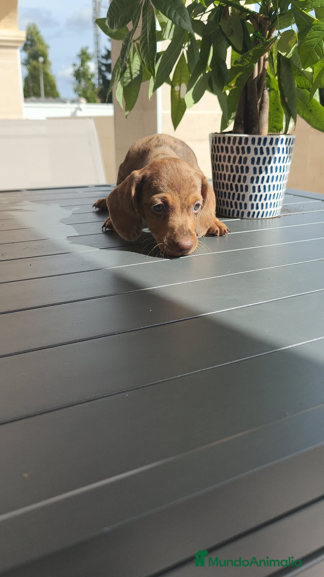 Teckel Miniatura perros en venta: Teckel mini exóticos, arlequín, pielbad, chocolate - Imagen 8