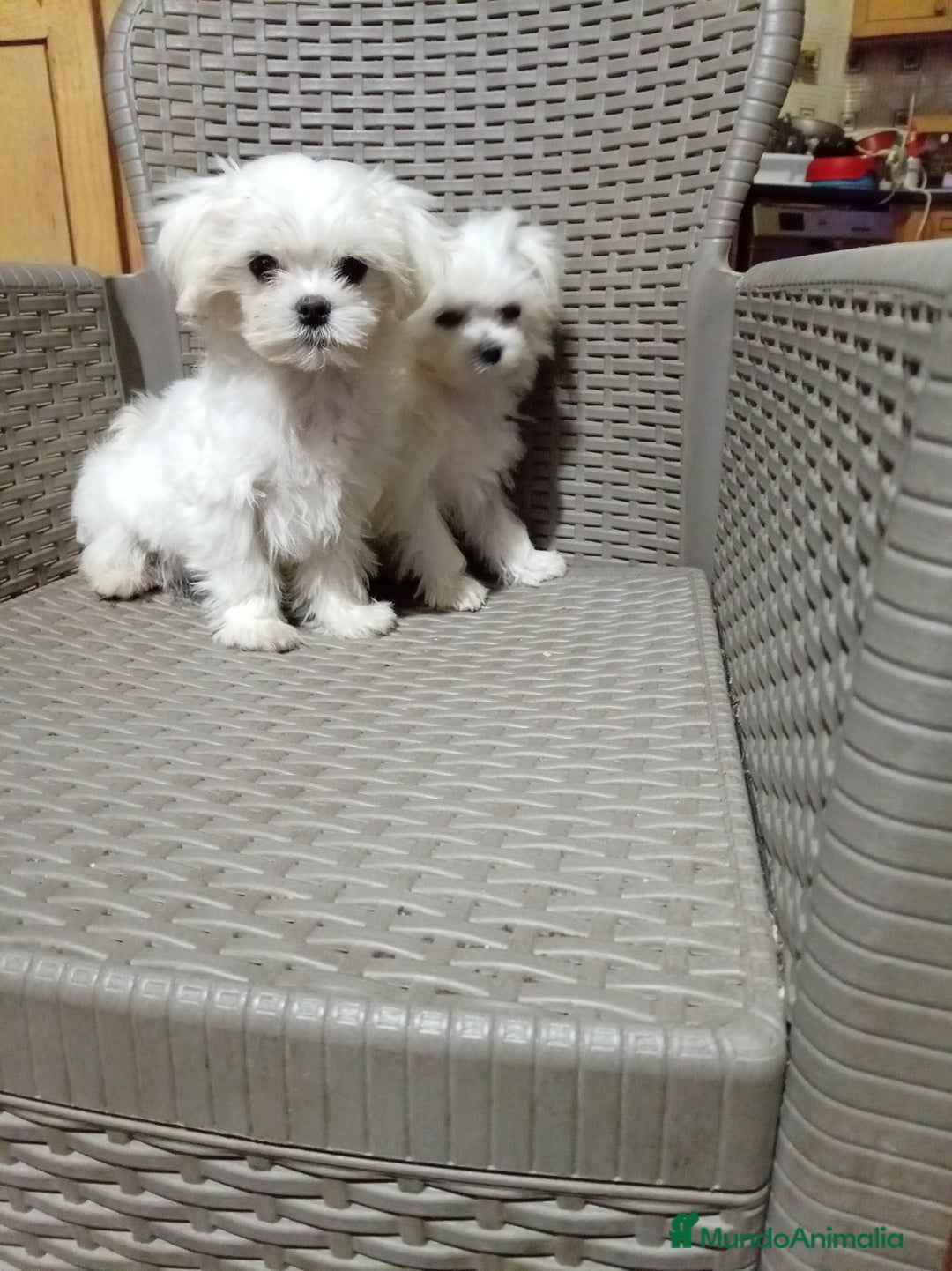 Bichón Maltés perros en venta: Bicho maltés toy - Anuncio 2