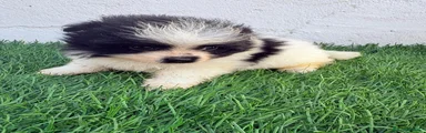 Pomerania 1