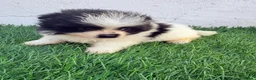 Pomerania perros en venta: Pomerania - Anuncio 5