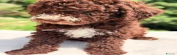 Perro de Agua Español perros en venta: Perro de agua chocolate  - Anuncio 6