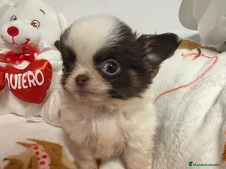 Chihuahua perros Chihuahua miniatura - Anuncio 2