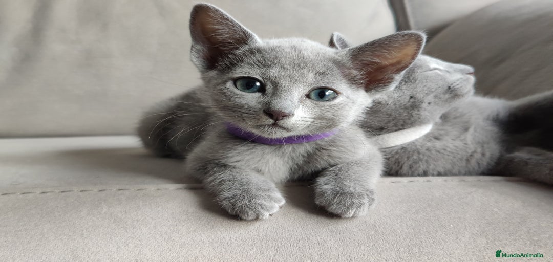 Imagen de galería {{count}}