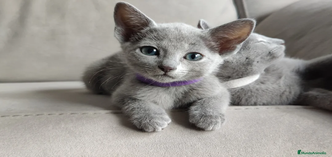 Imagen de galería {{count}}