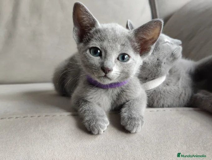 Imagen de galería {{count}}