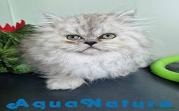 Persa gatos en venta: Persa Macho Virgi 7732 AQUANATURA - Imagen 4