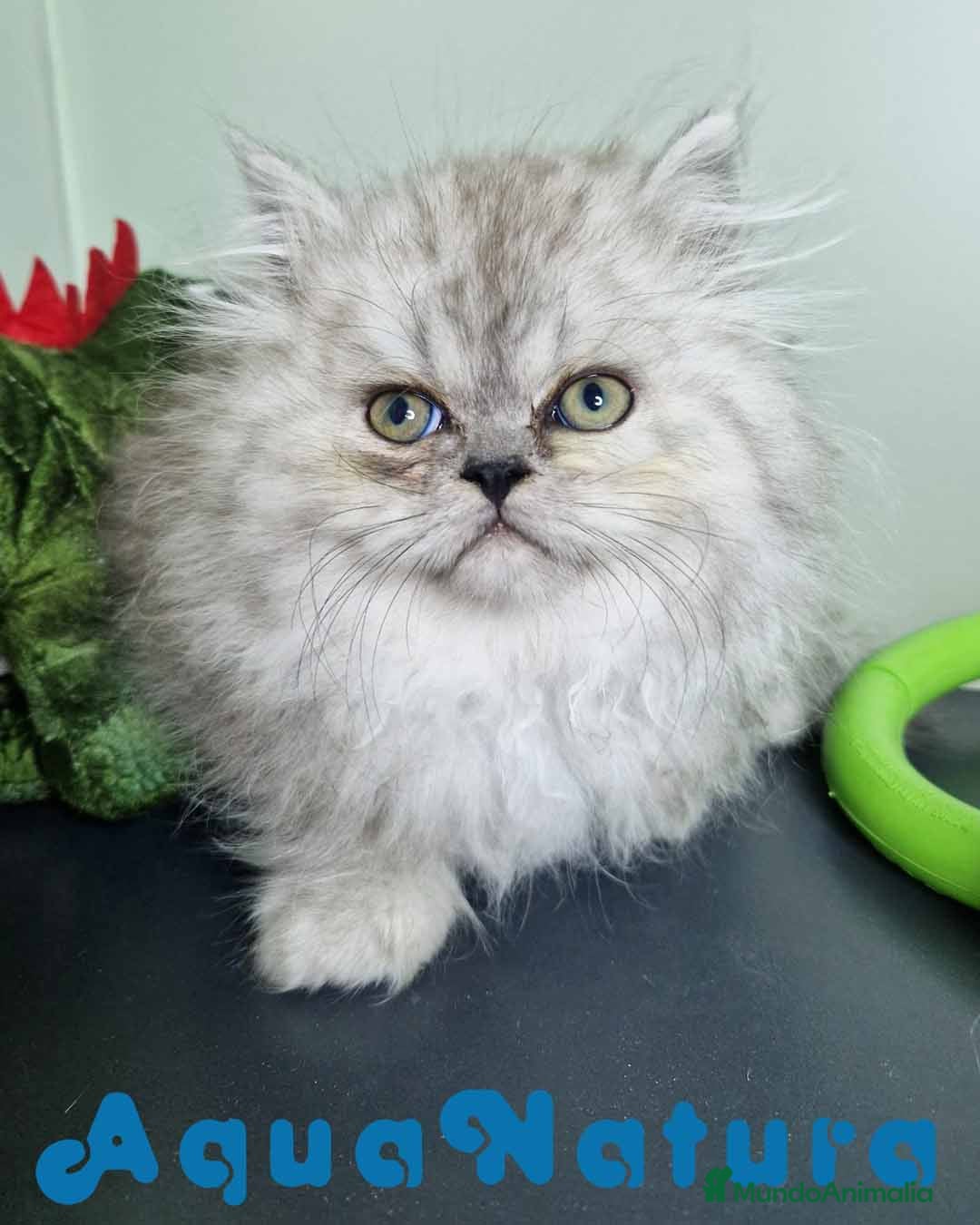 Persa gatos en venta: Persa Macho Virgi 7732 AQUANATURA - Imagen 4