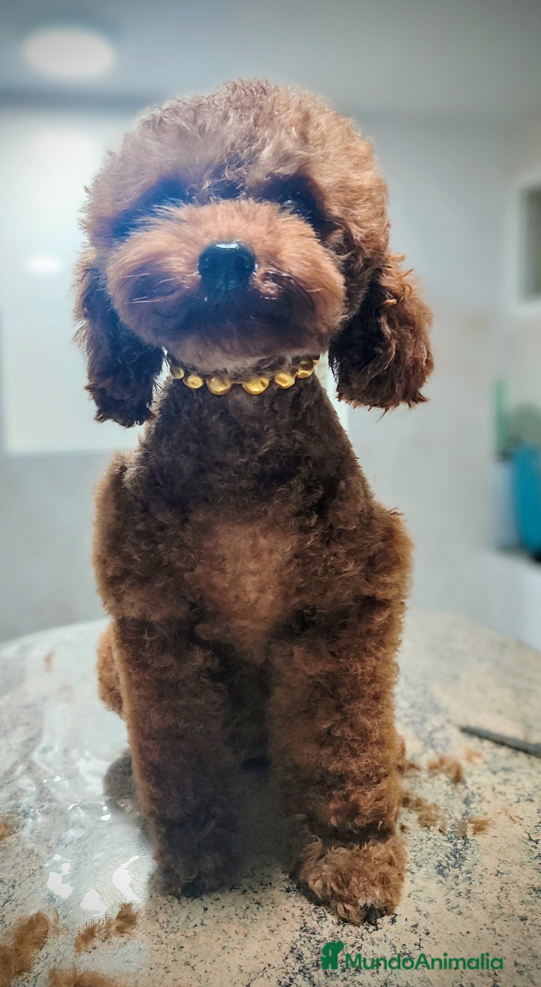 Imagen de galería {{count}}