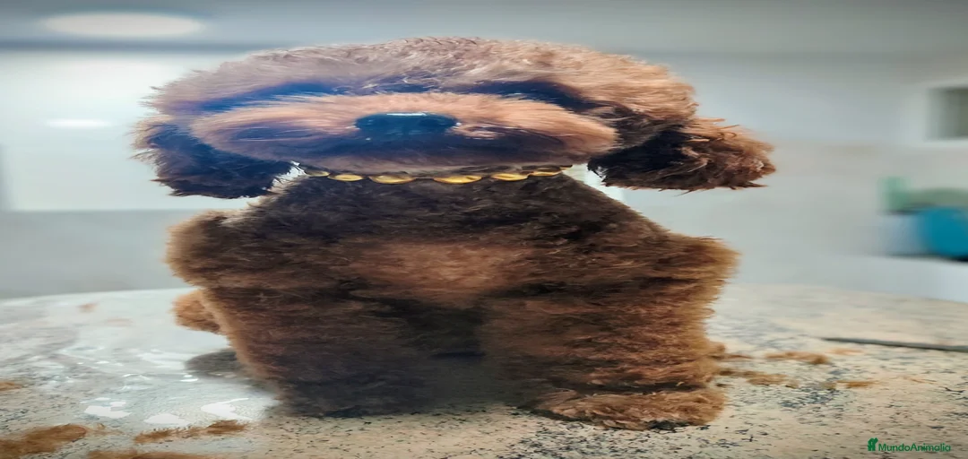 Imagen de galería {{count}}