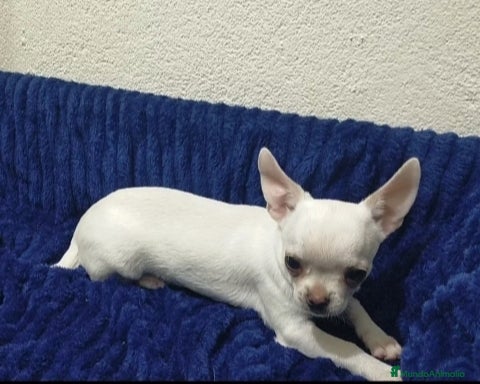 Chihuahua perros Chihuahua cabeza de manzana  - Anuncio 2