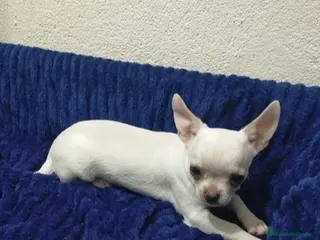 Chihuahua perros Chihuahua cabeza de manzana - Anuncio 35